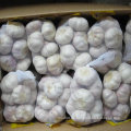 Zuverlässiger Lieferant von chinesischem frischem weißem Knoblauch verpackt in 500g X 20 / Karton